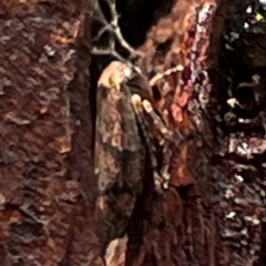 Cicadellidae (family) at Mount Pleasant - 7 Apr 2024