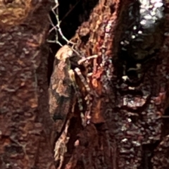 Cicadellidae (family) at Mount Pleasant - 7 Apr 2024