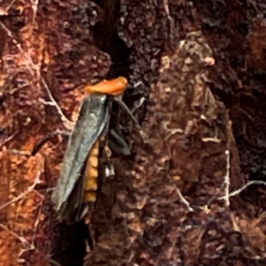 Chauliognathus tricolor at Mount Pleasant - 7 Apr 2024