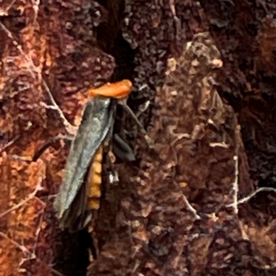 Chauliognathus tricolor (Tricolor soldier beetle) at Mount Pleasant - 7 Apr 2024 by Hejor1