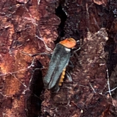 Chauliognathus tricolor at Mount Pleasant - 7 Apr 2024