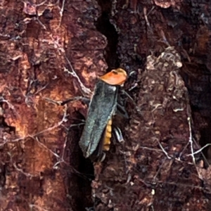 Chauliognathus tricolor at Mount Pleasant - 7 Apr 2024