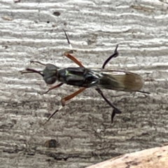 Eupelmidae (family) (Eupelmid wasp) at Campbell, ACT - 7 Apr 2024 by Hejor1