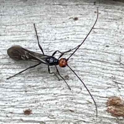 Braconidae (family) (Unidentified braconid wasp) at Campbell, ACT - 7 Apr 2024 by Hejor1