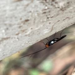 Braconidae (family) at Mount Pleasant - 7 Apr 2024 02:11 PM