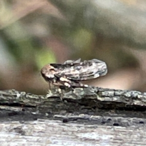 Eurypella tasmaniensis at Mount Pleasant - 7 Apr 2024