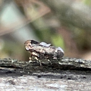 Eurypella tasmaniensis at Mount Pleasant - 7 Apr 2024