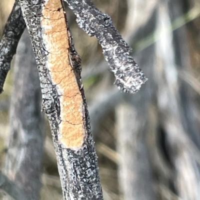 Unidentified Lichen at Campbell, ACT - 7 Apr 2024 by Hejor1