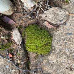 Unidentified Moss, Liverwort or Hornwort at Campbell, ACT - 7 Apr 2024 by Hejor1