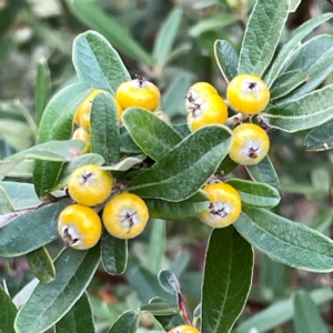 Pyracantha angustifolia at Mount Ainslie to Black Mountain - 7 Apr 2024 02:21 PM