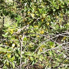 Pyracantha angustifolia at Mount Ainslie to Black Mountain - 7 Apr 2024 02:21 PM