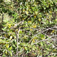 Pyracantha angustifolia at Mount Ainslie to Black Mountain - 7 Apr 2024