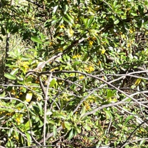 Pyracantha angustifolia at Mount Ainslie to Black Mountain - 7 Apr 2024 02:21 PM