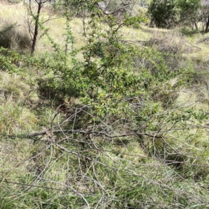 Pyracantha angustifolia at Mount Ainslie to Black Mountain - 7 Apr 2024 02:21 PM