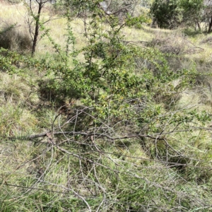 Pyracantha angustifolia at Mount Ainslie to Black Mountain - 7 Apr 2024