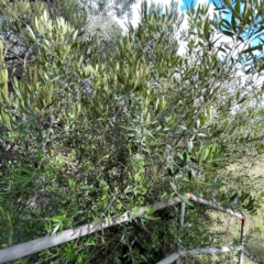 Olea europaea subsp. cuspidata (African Olive) at Mount Ainslie to Black Mountain - 7 Apr 2024 by Hejor1