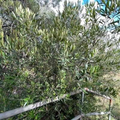 Olea europaea subsp. cuspidata (African Olive) at Campbell, ACT - 7 Apr 2024 by Hejor1