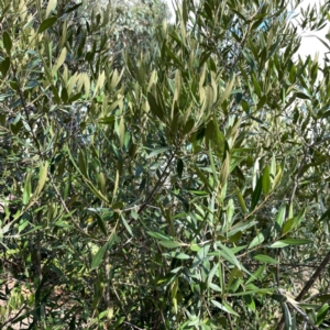 Olea europaea subsp. cuspidata at Mount Pleasant - 7 Apr 2024