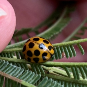 Harmonia conformis at Mount Ainslie to Black Mountain - 7 Apr 2024