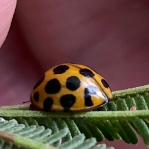 Harmonia conformis at Mount Ainslie to Black Mountain - 7 Apr 2024