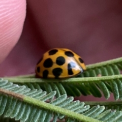 Harmonia conformis at Mount Ainslie to Black Mountain - 7 Apr 2024