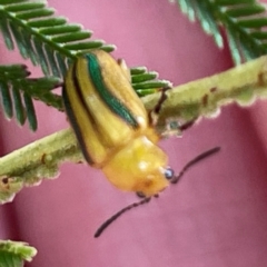 Calomela juncta (Leaf beetle) at Campbell, ACT - 7 Apr 2024 by Hejor1