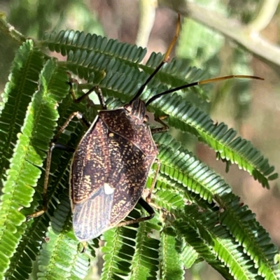 Poecilometis strigatus (Gum Tree Shield Bug) at Mount Ainslie to Black Mountain - 7 Apr 2024 by Hejor1