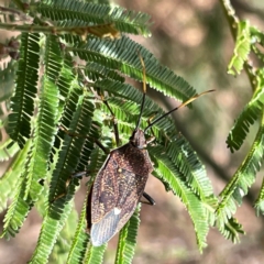 Poecilometis strigatus at Mount Ainslie to Black Mountain - 7 Apr 2024