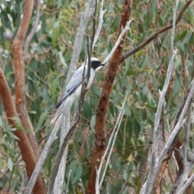 Coracina novaehollandiae (Black-faced Cuckooshrike) at Hall, ACT - 7 Apr 2024 by Anna123