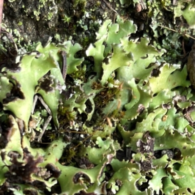 Heterodea sp. at Mount Ainslie to Black Mountain - 7 Apr 2024 by Hejor1