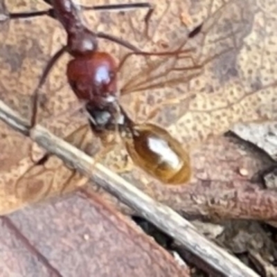 Formicidae (family) (Unidentified ant) at Mount Ainslie to Black Mountain - 7 Apr 2024 by Hejor1