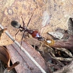 Formicidae (family) at Mount Ainslie to Black Mountain - 7 Apr 2024