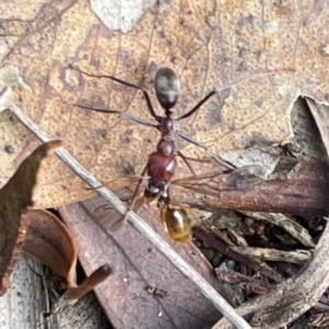 Monomorium / Chelaner (genus group) at Mount Ainslie to Black Mountain - 7 Apr 2024 02:34 PM