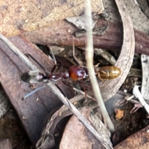 Iridomyrmex purpureus at Mount Ainslie to Black Mountain - 7 Apr 2024 02:34 PM