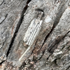 Clania ignobilis (Faggot Case Moth) at Mount Pleasant - 7 Apr 2024 by Hejor1