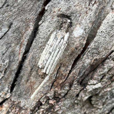 Clania ignobilis (Faggot Case Moth) at Mount Pleasant - 7 Apr 2024 by Hejor1