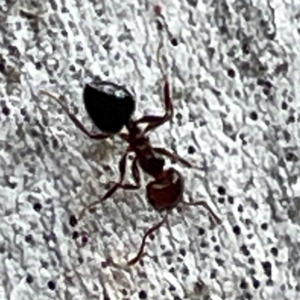 Crematogaster sp. (genus) at Mount Ainslie to Black Mountain - 7 Apr 2024