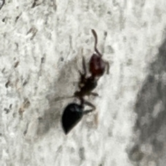 Crematogaster sp. (genus) at Mount Ainslie to Black Mountain - 7 Apr 2024