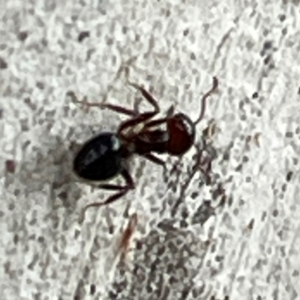 Crematogaster sp. (genus) at Mount Ainslie to Black Mountain - 7 Apr 2024