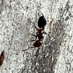 Crematogaster sp. (genus) at Mount Ainslie to Black Mountain - 7 Apr 2024