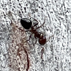 Crematogaster sp. (genus) at Mount Ainslie to Black Mountain - 7 Apr 2024