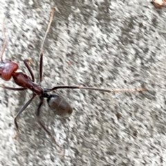 Iridomyrmex purpureus (Meat Ant) at Campbell, ACT - 7 Apr 2024 by Hejor1