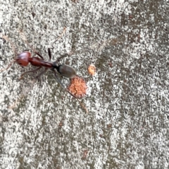 Iridomyrmex purpureus at Mount Ainslie to Black Mountain - 7 Apr 2024 02:58 PM