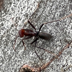 Iridomyrmex purpureus at Mount Ainslie to Black Mountain - 7 Apr 2024 02:58 PM