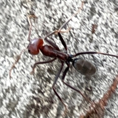 Iridomyrmex purpureus at Mount Ainslie to Black Mountain - 7 Apr 2024 02:58 PM