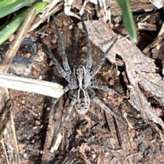 Venatrix sp. (genus) at Mount Ainslie to Black Mountain - 7 Apr 2024 by Hejor1