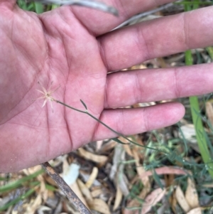 Chondrilla juncea at Ngunnawal, ACT - 7 Apr 2024