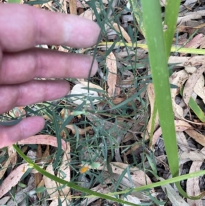 Chondrilla juncea at Ngunnawal, ACT - 7 Apr 2024