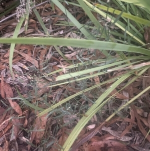 Chondrilla juncea at Ngunnawal, ACT - 7 Apr 2024 07:17 PM