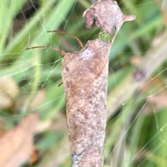 Phonognathidae (unofficial sub family) (Leaf curling orb-weavers) at Mount Pleasant - 7 Apr 2024 by Hejor1